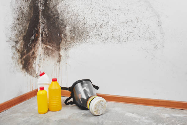Best Insurance-Related Mold Remediation in Mitchellville, MD