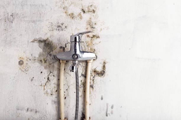 Best Emergency Mold Remediation in Mitchellville, MD