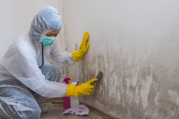 Best Industrial Mold Remediation in Mitchellville, MD