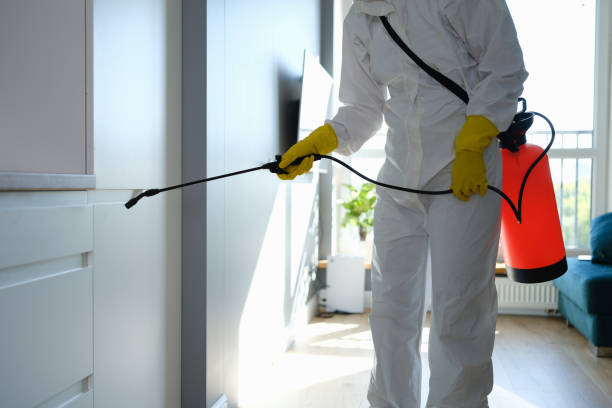 Best White Mold Remediation in Mitchellville, MD