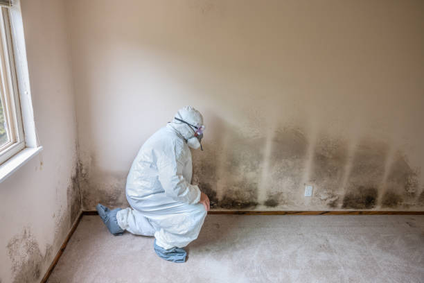 Best HVAC Mold Remediation in Mitchellville, MD