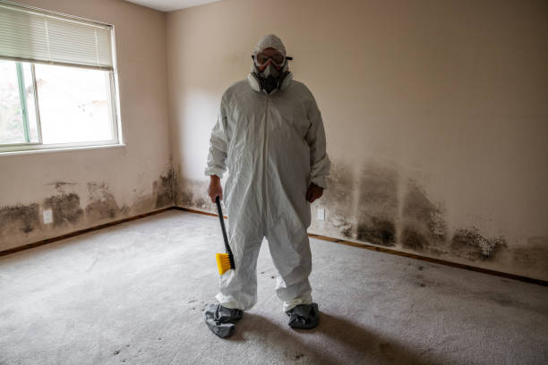 Best Post-Flood Mold Remediation in Mitchellville, MD