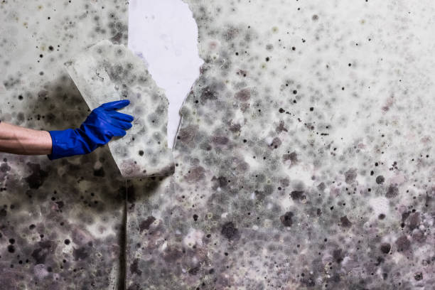 Best Mold Testing and Inspection Services in Mitchellville, MD