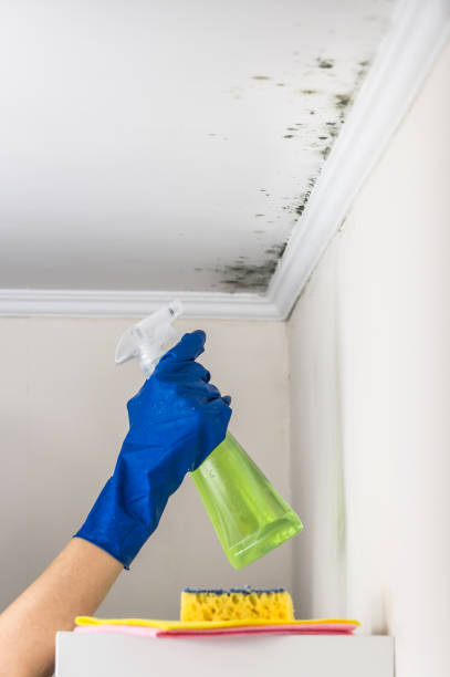 Best Preventive Mold Services in Mitchellville, MD